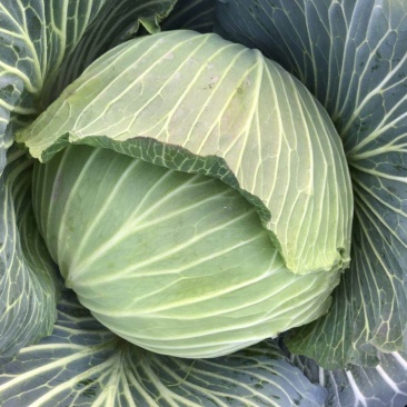 包菜