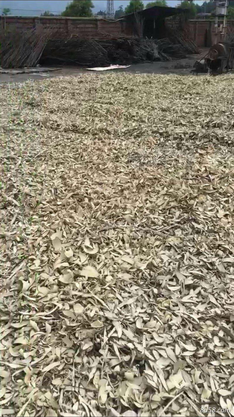 野生岗梅