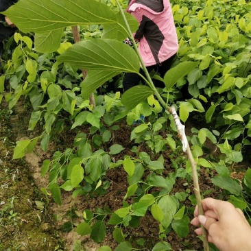 桑果树苗