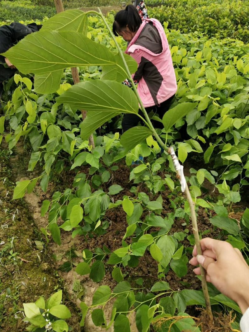 桑果树苗