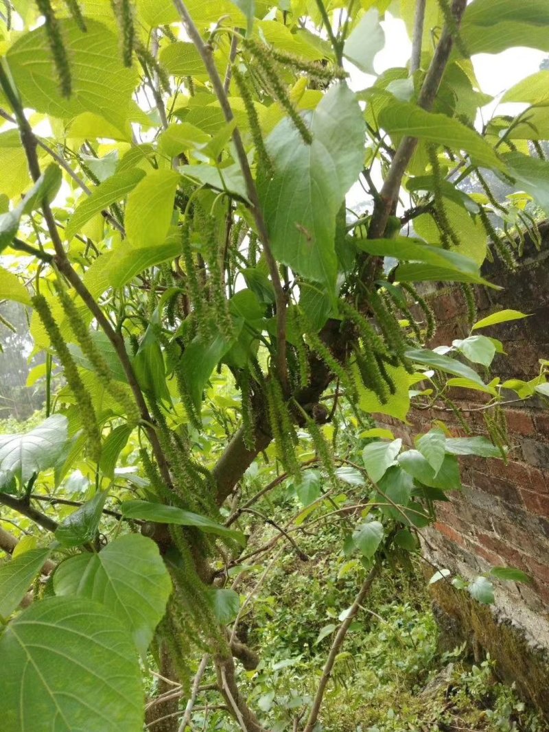 桑果树苗
