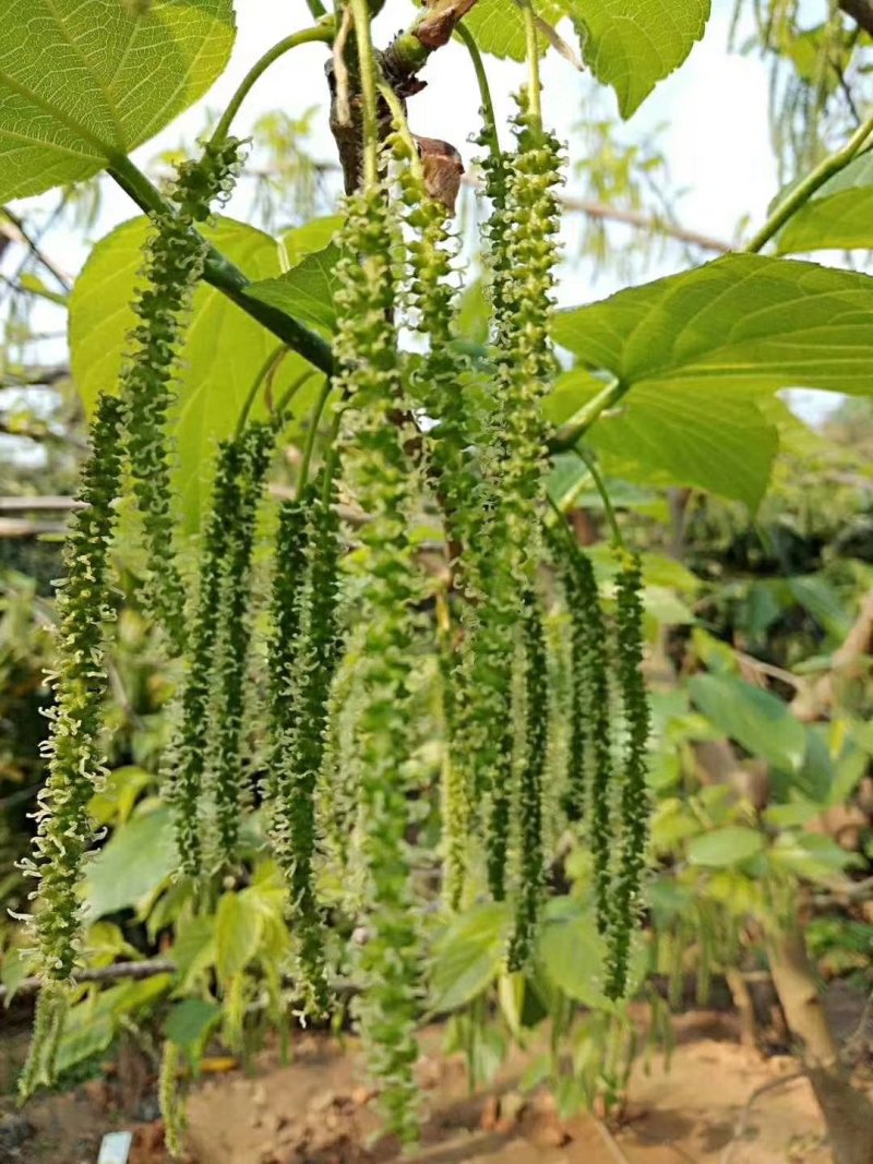 桑果树苗