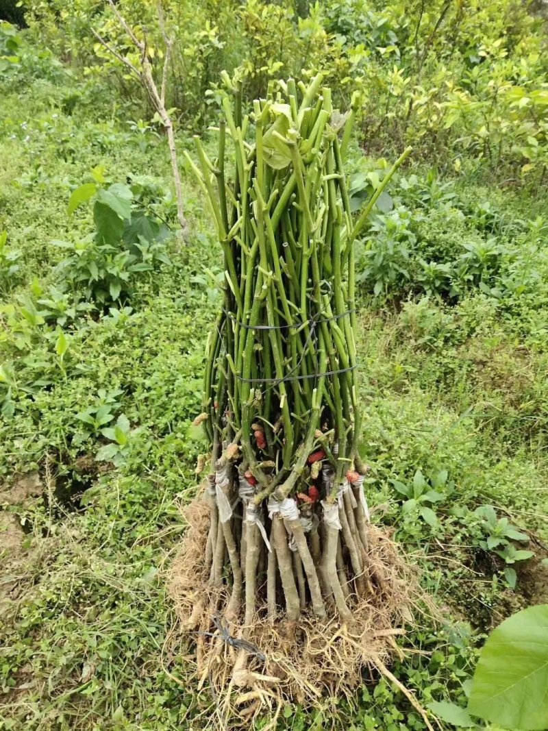 桑果树苗