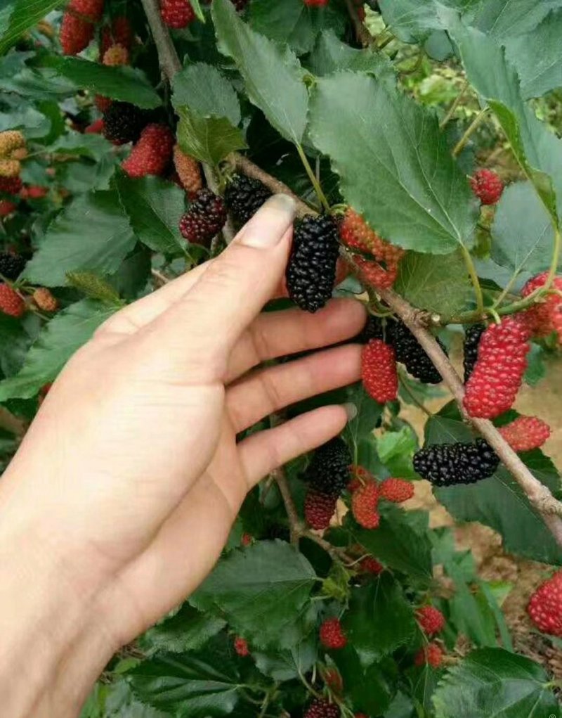 桑果树苗
