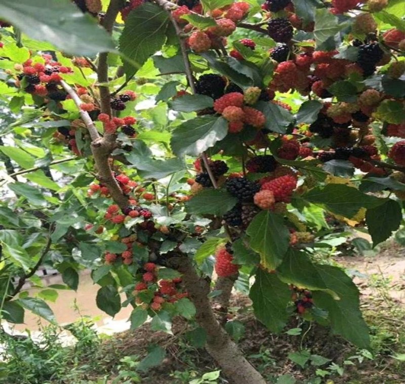 桑果树苗