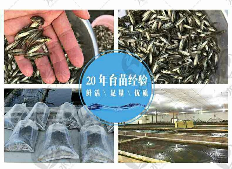 大小规格鲈鱼苗√加洲鲈鱼苗批发基地√🌟供应广东鱼苗