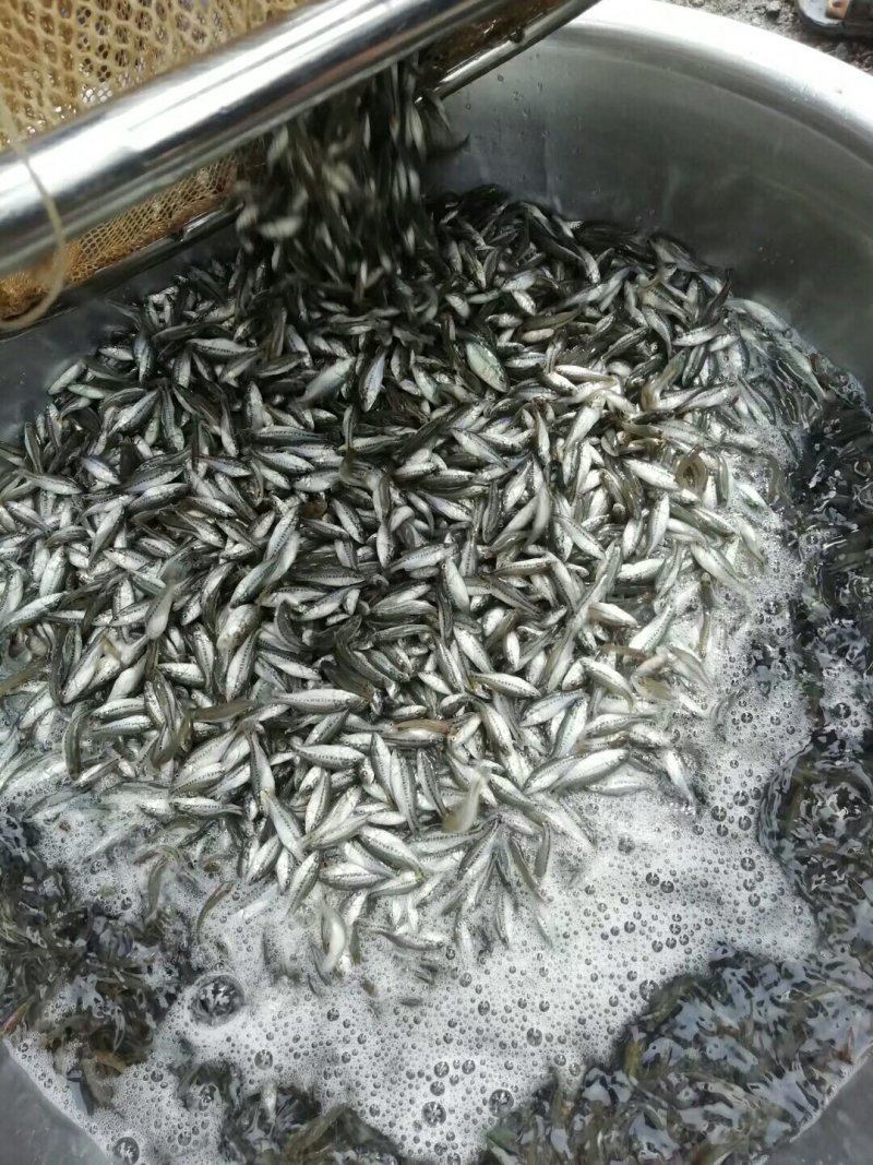 大小规格鲈鱼苗√加洲鲈鱼苗批发基地√🌟供应广东鱼苗
