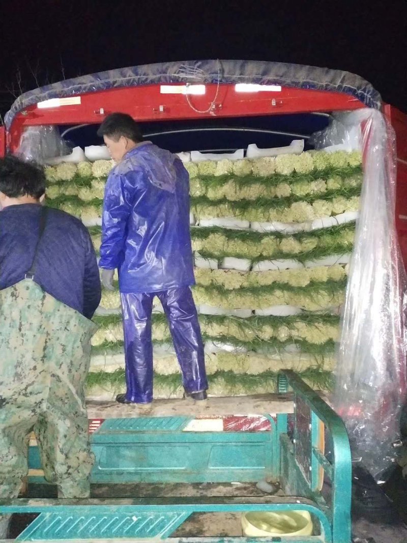 苏北地区万亩精品蒜薹以陆续上市，欢迎各位老板前来选购