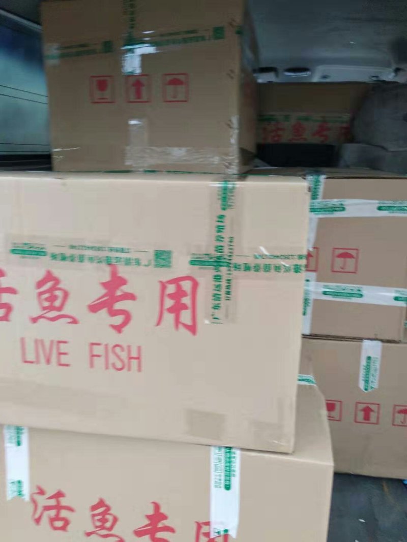 鲜活黄鳝苗大规格孟加拉黄鳝苗批发广东生猛活鳝苗