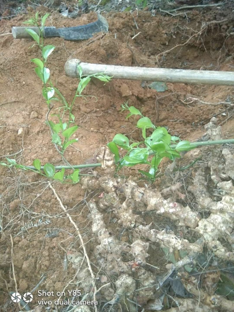 纯野生菝葜(金刚藤根)