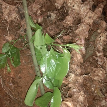纯野生菝葜(金刚藤根)