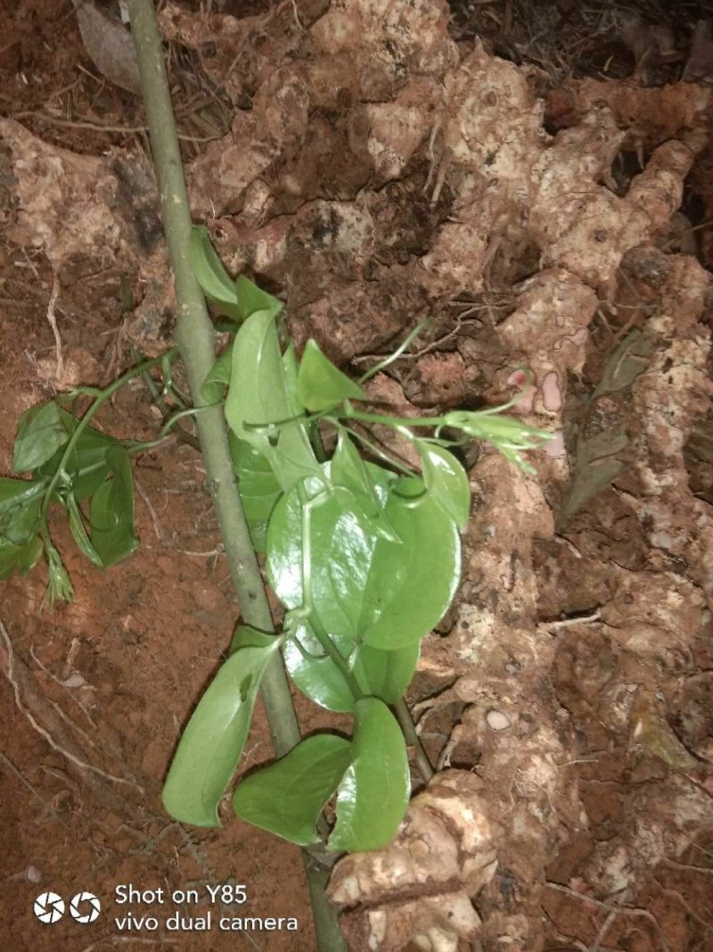 纯野生菝葜(金刚藤根)