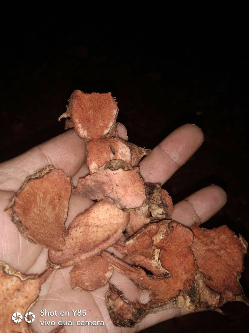 纯野生菝葜(金刚藤根)