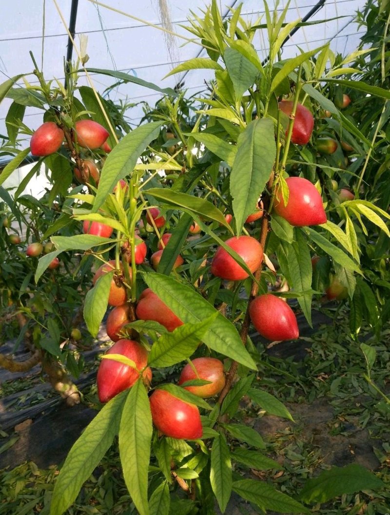 山东冠县油桃品种齐全供应各大平台商超批发，质量保证！