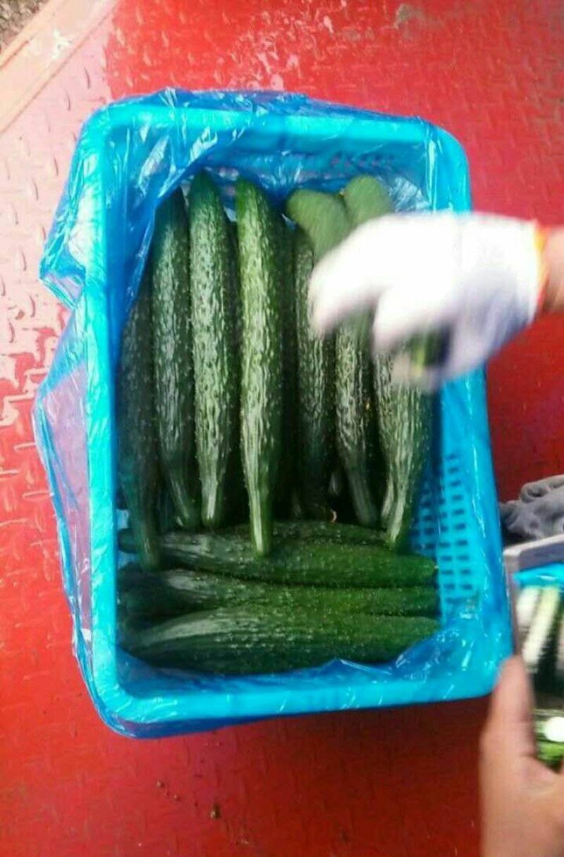 夏邑精品密刺黄瓜诚信代办清瓤绿肉产地直供电商加工厂