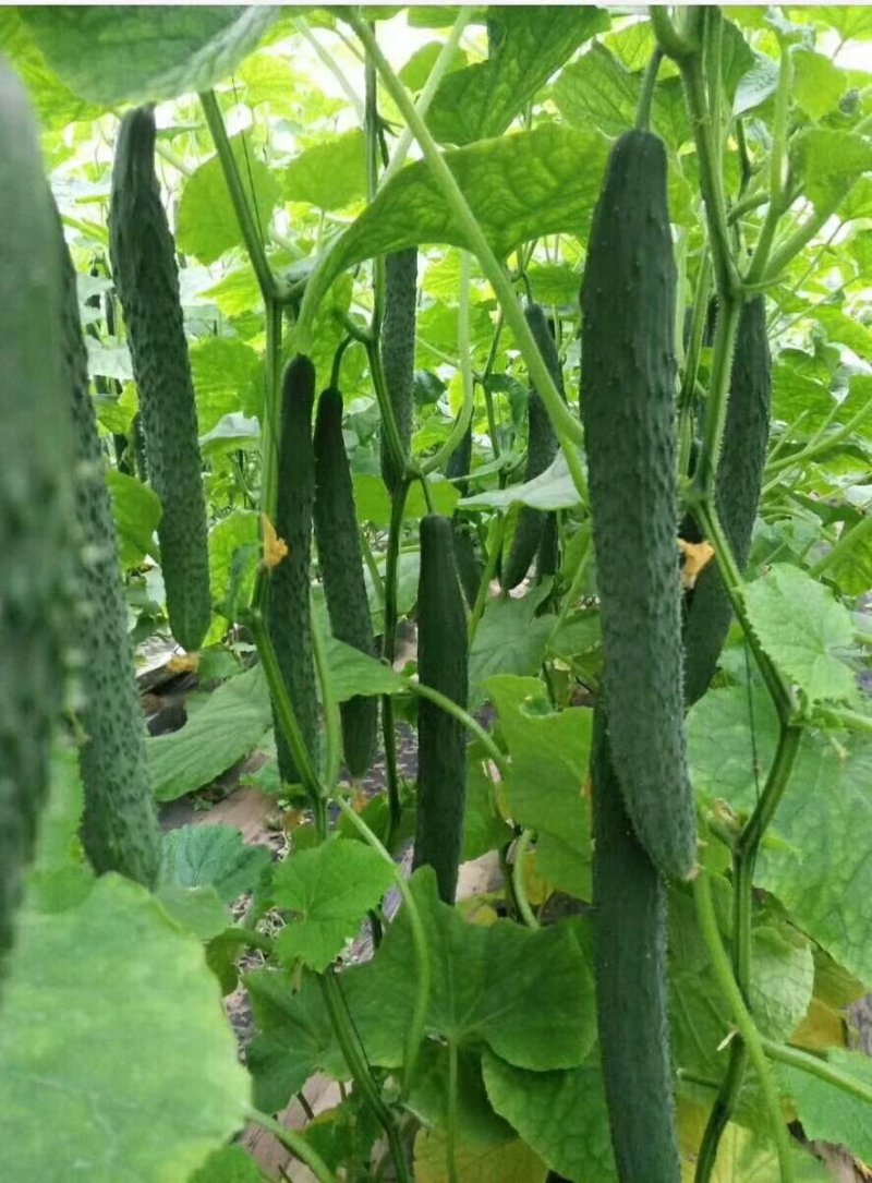 夏邑精品密刺黄瓜诚信代办清瓤绿肉产地直供电商加工厂