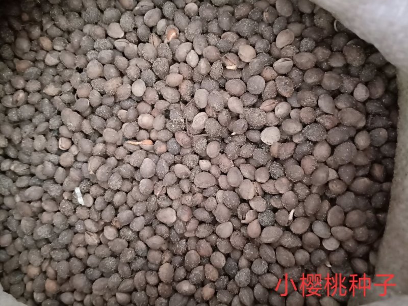 沙藏樱桃种子今年新加工樱桃种子籽粒饱满出芽率高