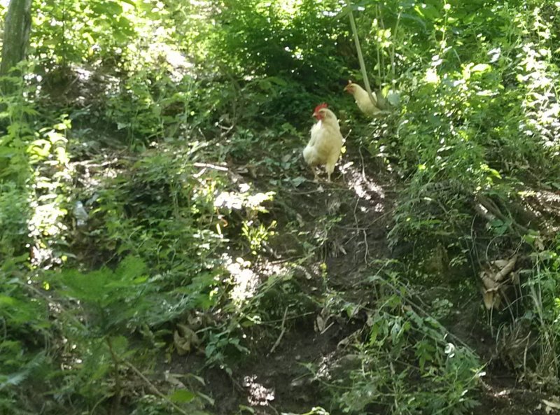 土鸡