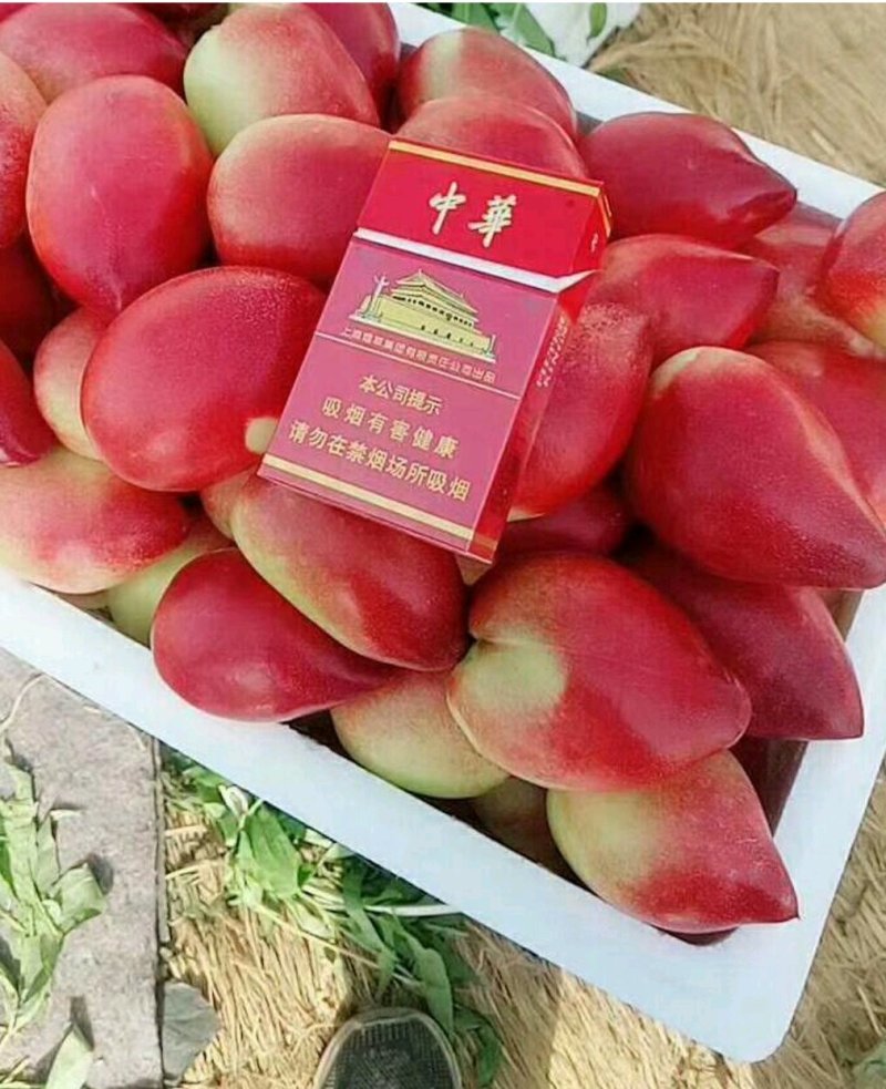 山东冠县油桃品种齐全供应各大平台商超批发，质量保证！