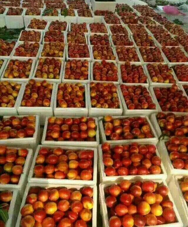 山东冠县油桃品种齐全供应各大平台商超批发，质量保证！