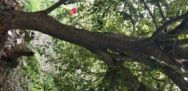 桂花米径28公分，冠幅4.5米，高度7.5米。移栽别墅。