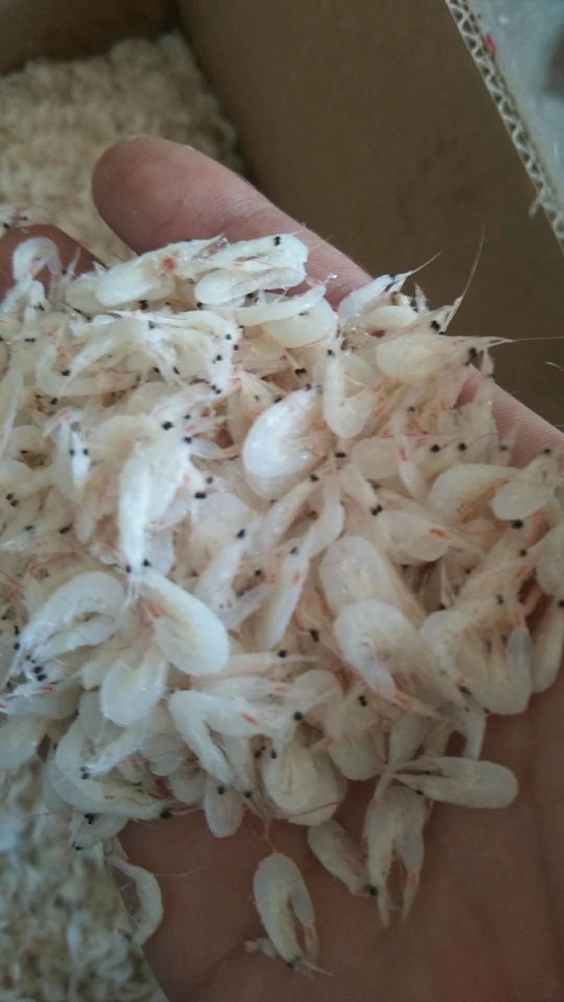 无盐虾皮