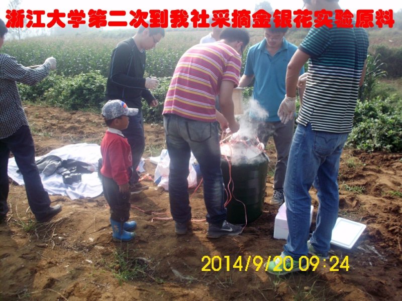 金银花苗“中金一号”四季树形金银花包活包纯度包技术指导