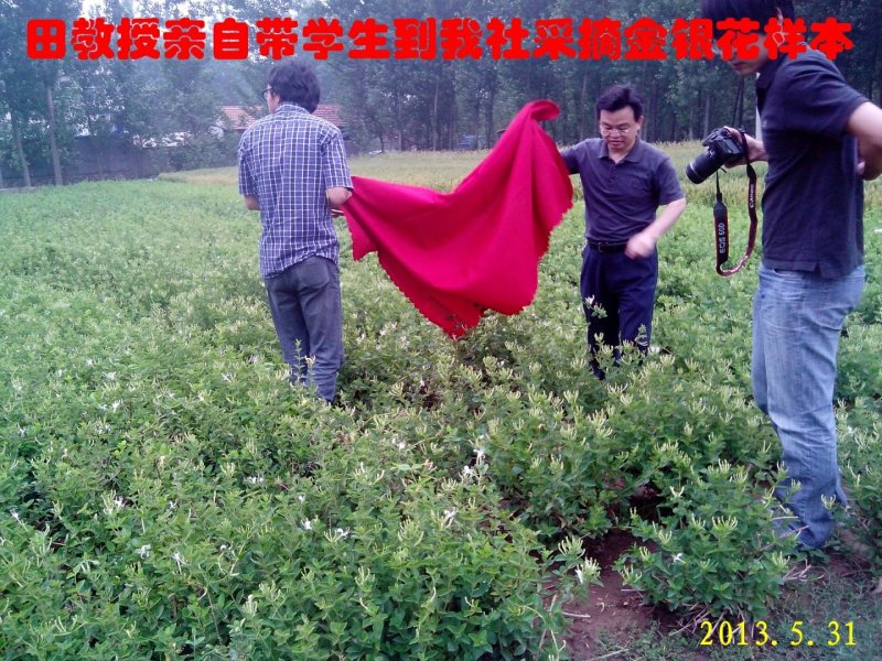 金银花苗“中金一号”四季树形金银花包活包纯度包技术指导