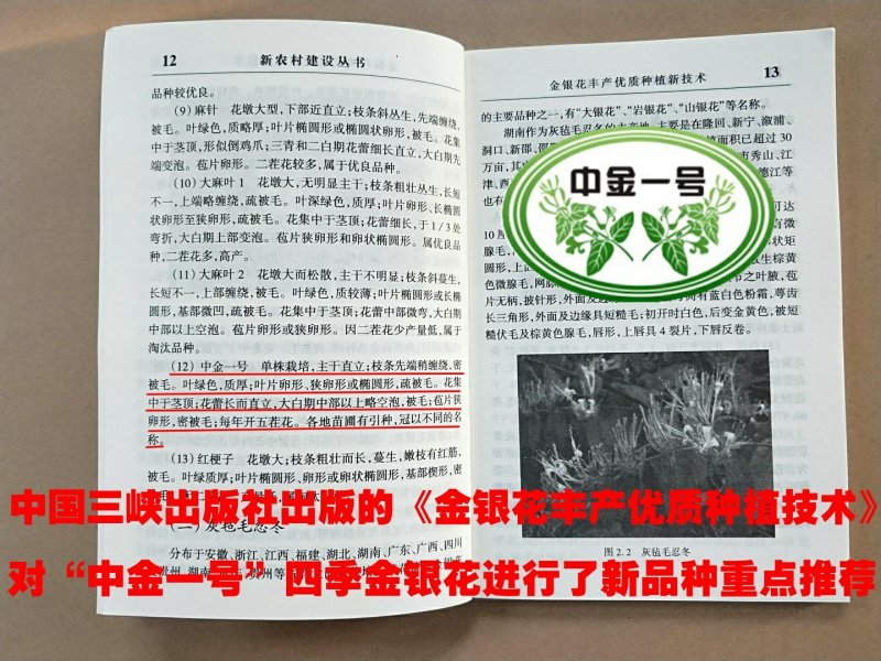 金银花苗“中金一号”四季树形金银花包活包纯度包技术指导