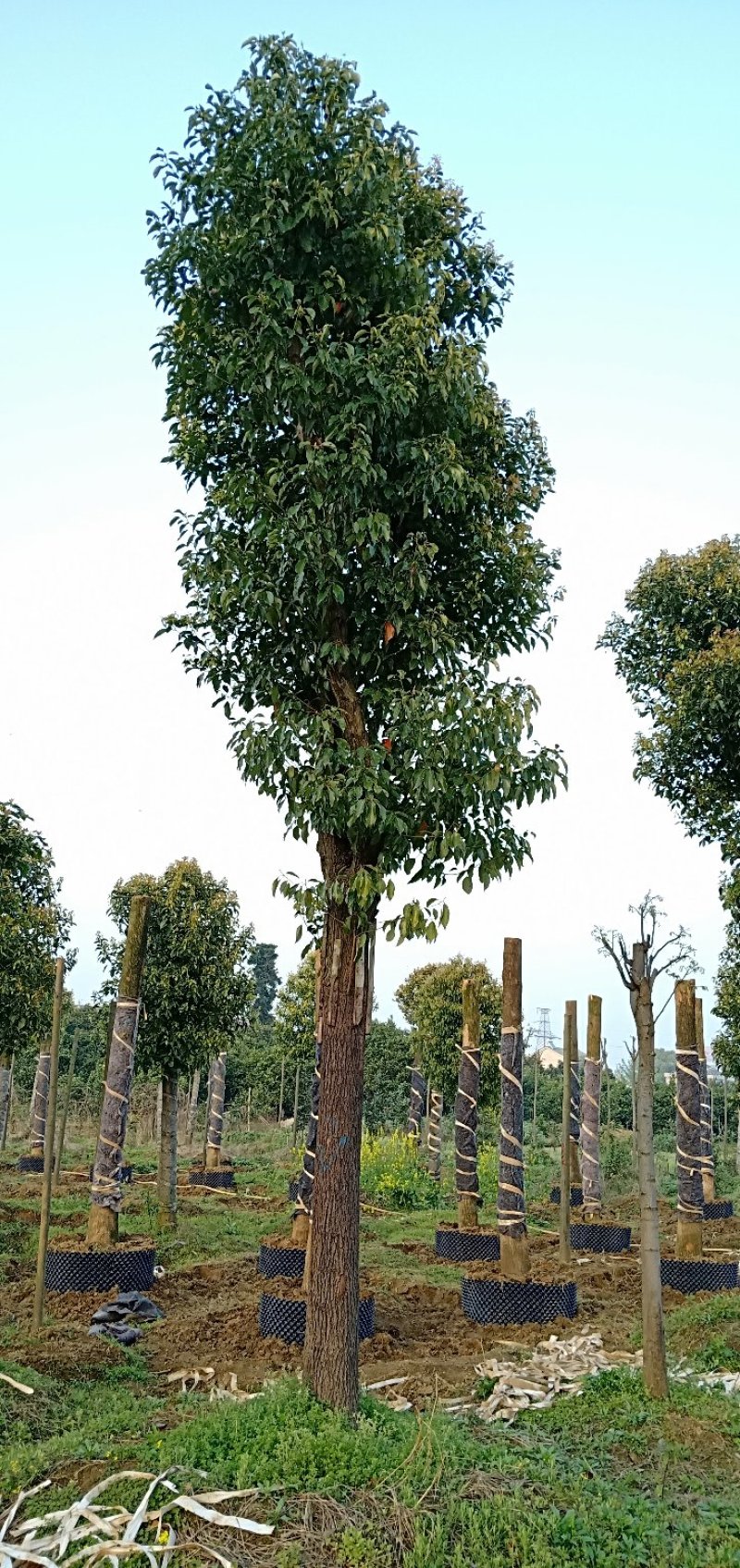 20-60公分骨架移植香樟丛生香樟多杆香樟多头香樟