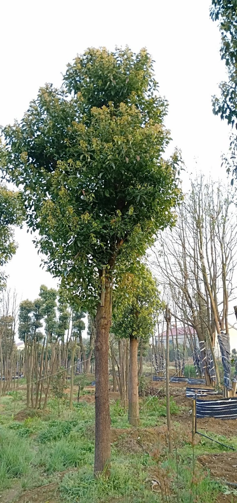 20-60公分骨架移植香樟丛生香樟多杆香樟多头香樟