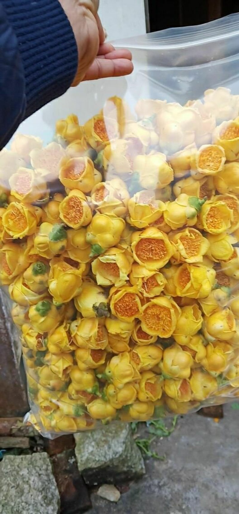 防城港金花茶树苗批发
