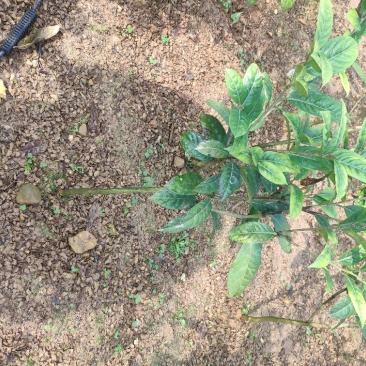 防城港金花茶树苗批发