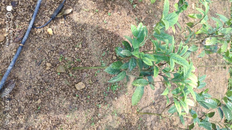 防城港金花茶树苗批发