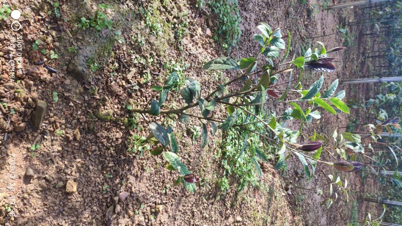 防城港金花茶树苗批发