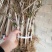 金银花苗品种纯量大从优规格齐全沙土地黄土都可种植
