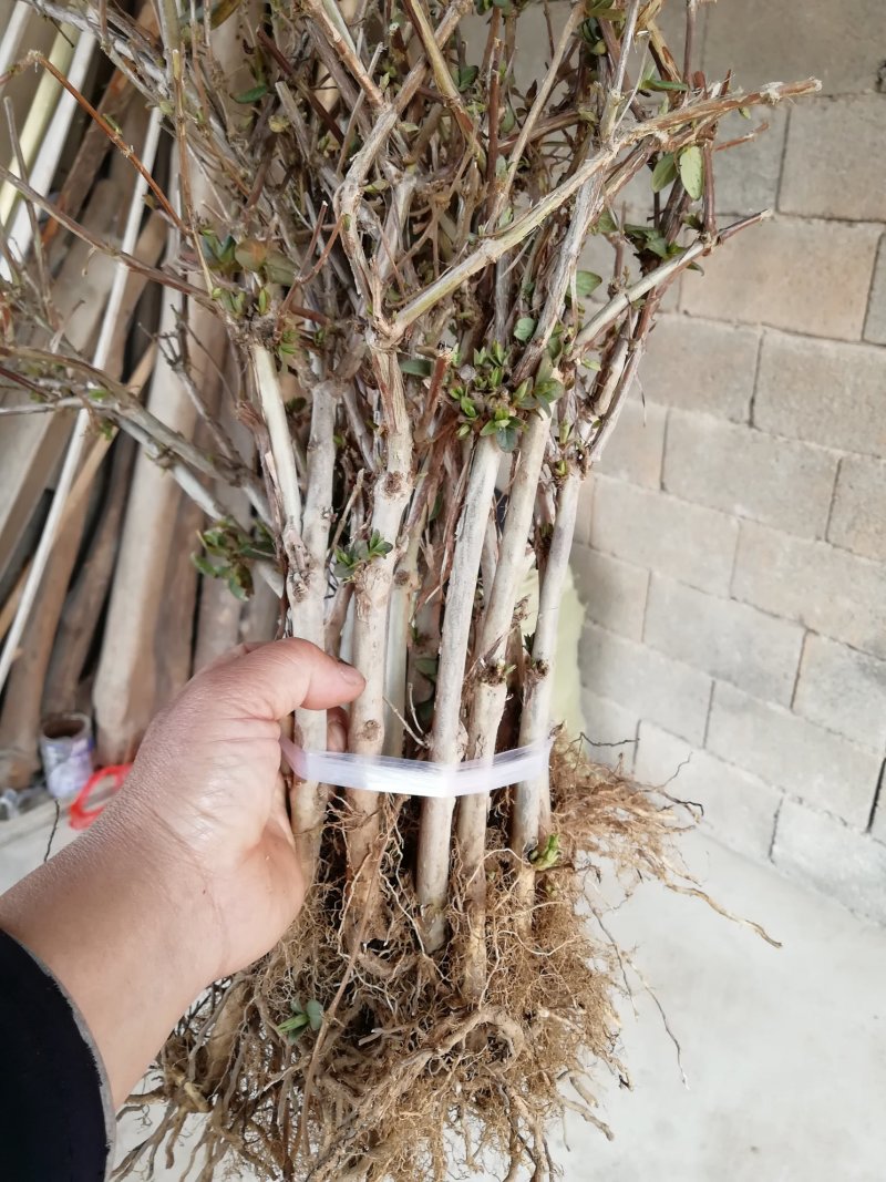 金银花苗品种纯量大从优规格齐全沙土地黄土都可种植