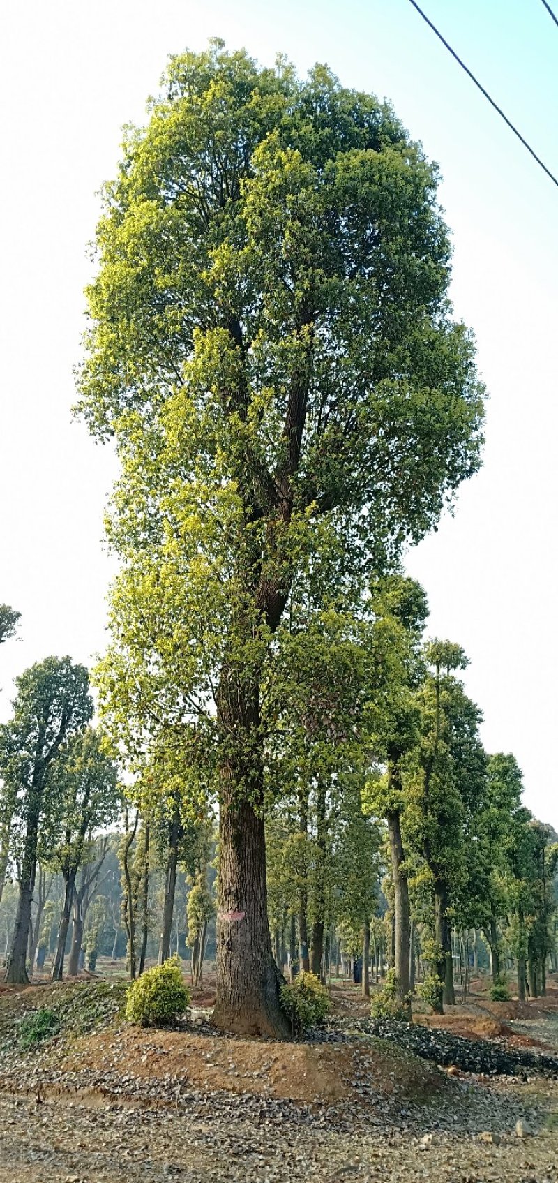 20-60公分移植全冠香樟丛生香樟多杆香樟多头香樟