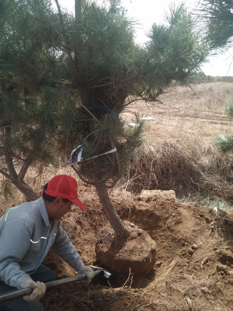 自己苗圃黑松，粗10公分到18公分优质黑松出售