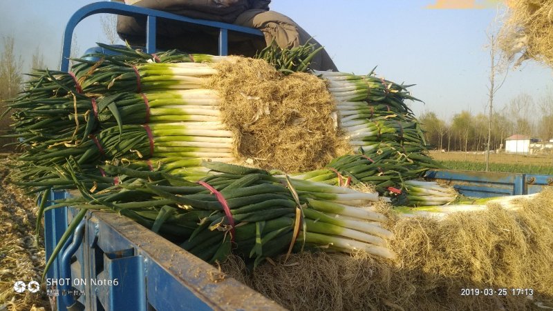 河北精品芽葱热售，葱农精选采摘打包发货，货源稳定供货全国