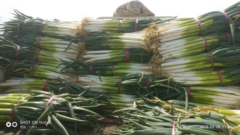 河北精品芽葱热售，葱农精选采摘打包发货，货源稳定供货全国