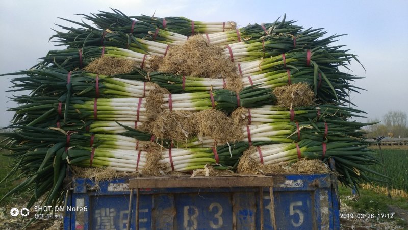 优质精品芽葱热售，产地直采直销，货源稳定，欢迎咨询下单