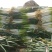 优质精品芽葱热售，产地直采直销，货源稳定，欢迎咨询下单