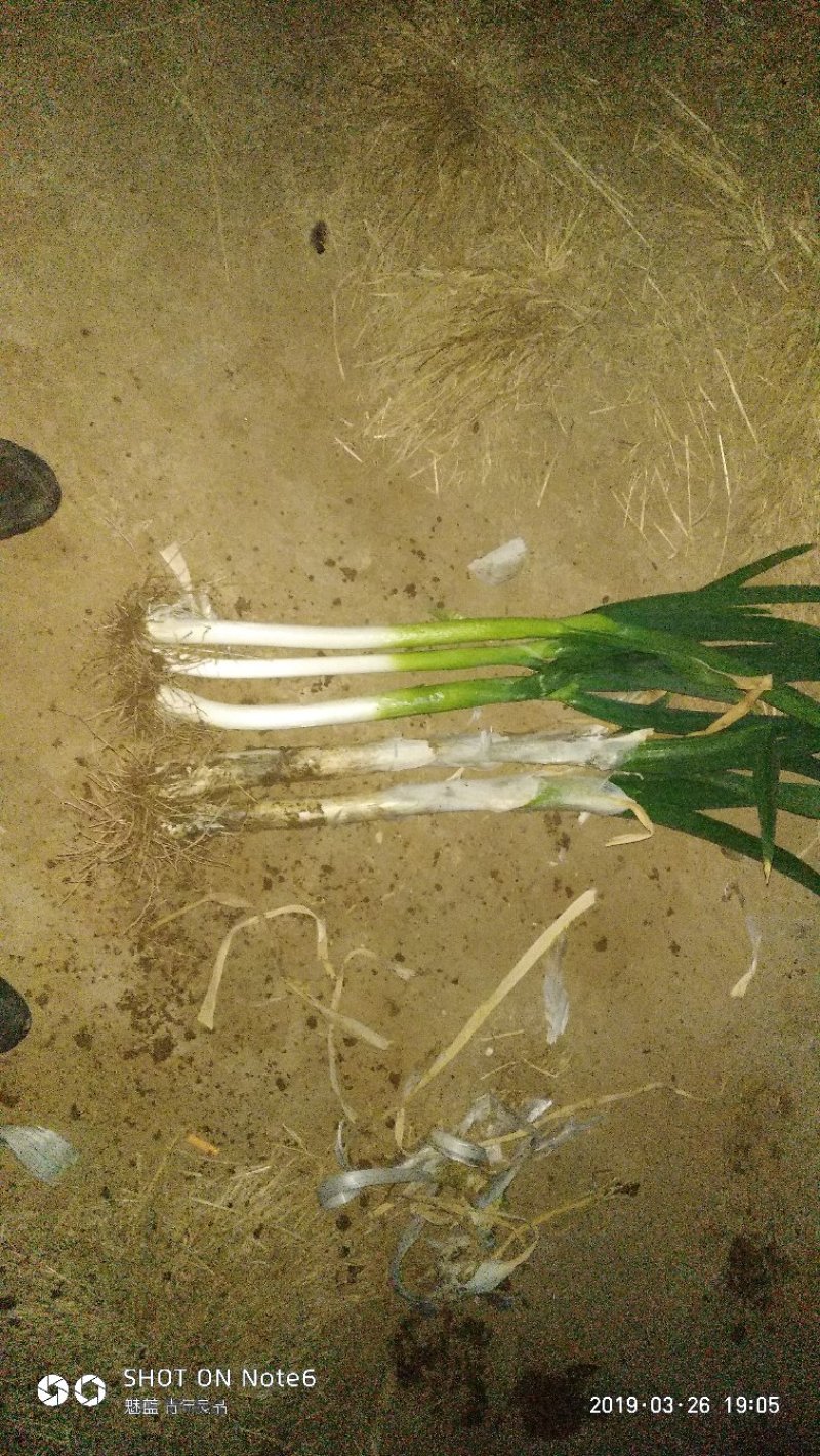 优质精品芽葱热售，产地直采直销，货源稳定，欢迎咨询下单