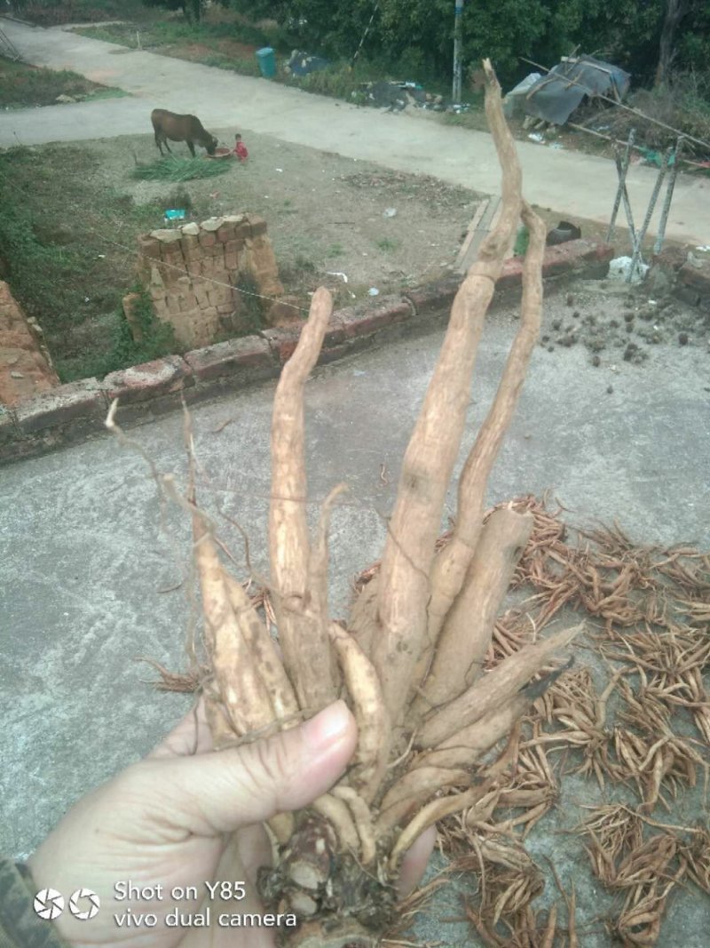 野生大蓟根量大优惠