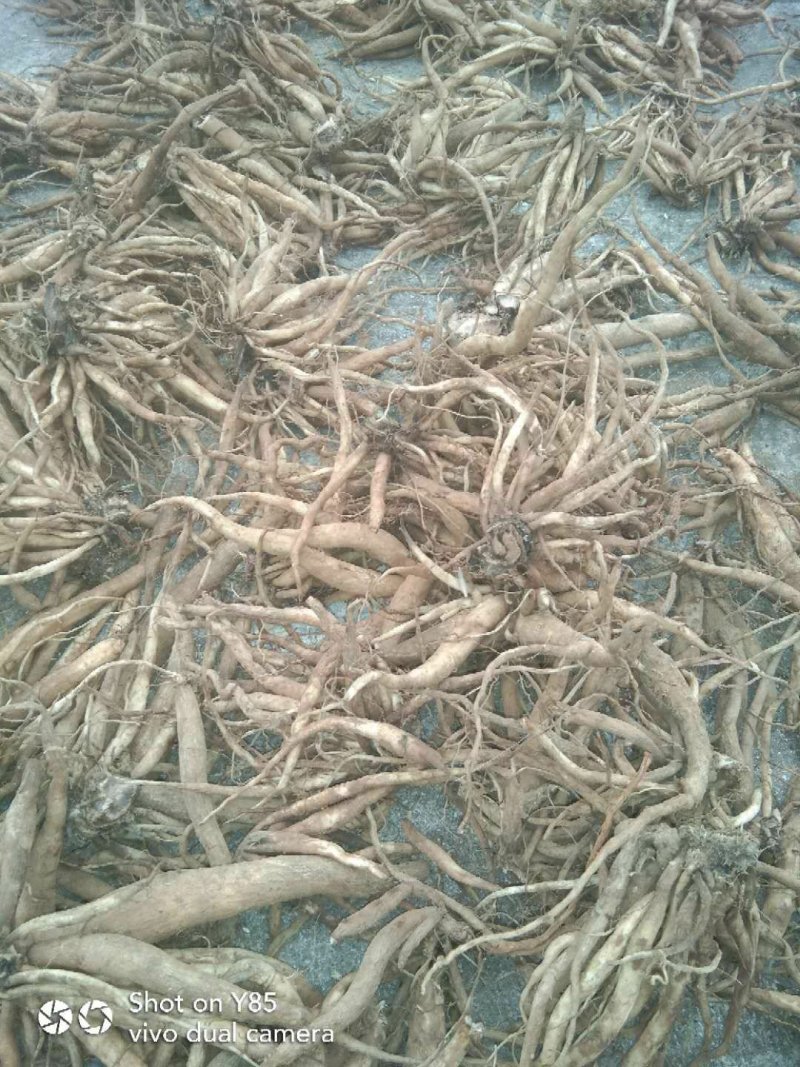 野生大蓟根量大优惠