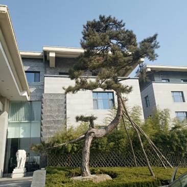 出售各种油松，品相好，冠幅好，适合路边工程园林绿化等