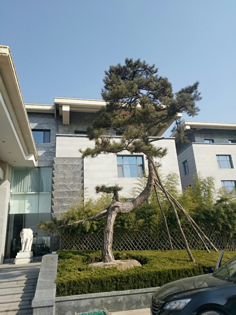 出售各种油松，品相好，冠幅好，适合路边工程园林绿化等