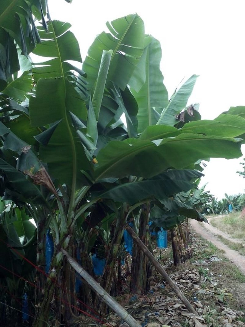 山地