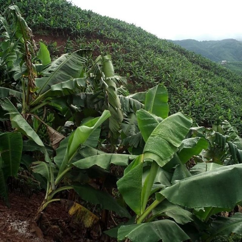 山地